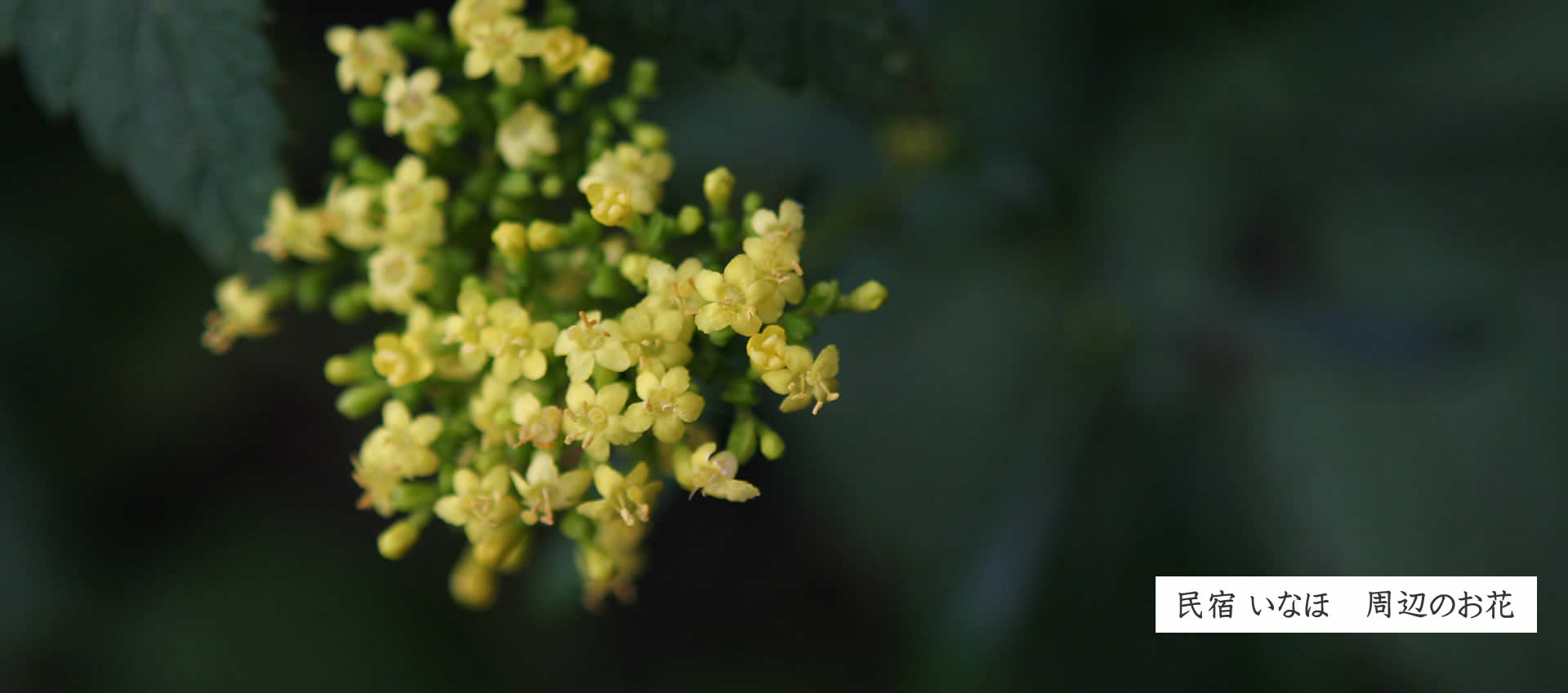 民宿 いなほ　周辺のお花